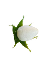 Load image into Gallery viewer, Rósasápur